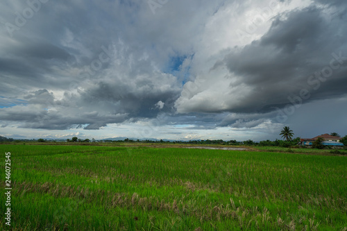 Paddy rice field with storm clouds and Doi Nang Non Mountains background in Chiangrai Thailand © pangoasis