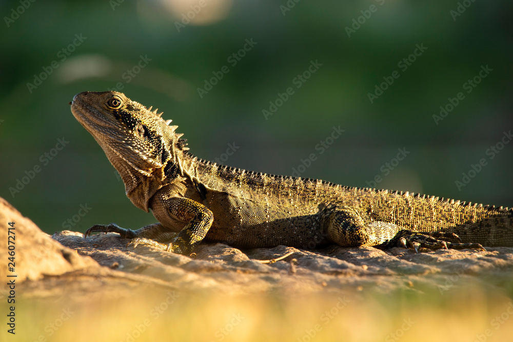 Water Dragon outside during the day in the late afternoon.