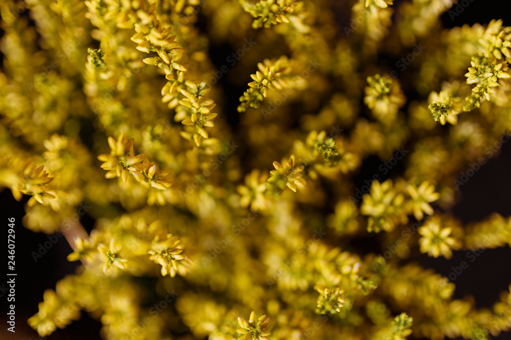 Macro shot of a bunch of yellow flowers Macro shot of a bunch of yellow flowers