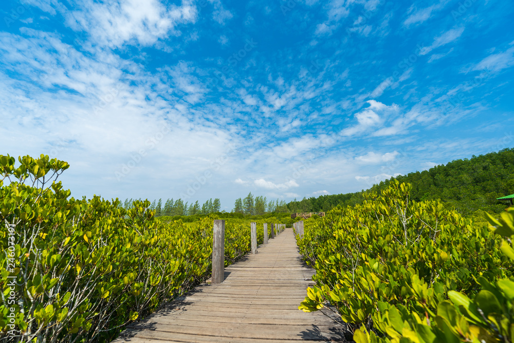 Wooden bridge at Mangroves in Tung Prong Thong or Golden Mangrove Field, Rayong, Thailand