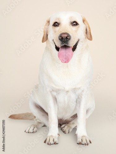 Portrait of a Labrador Retriever dog