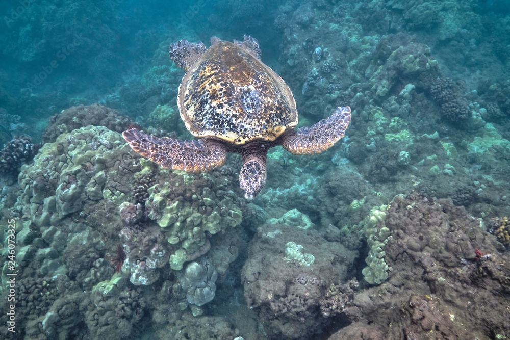 Green sea turtle underwater at Turtle Town in Hawaii Green sea turtle underwater at Turtle Town in Hawaii