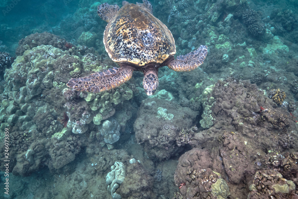 Green sea turtle underwater at Turtle Town in Hawaii Green sea turtle underwater at Turtle Town in Hawaii