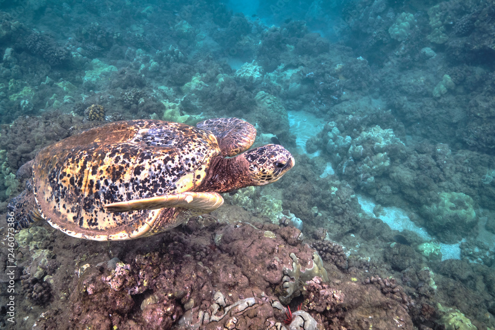 Green sea turtle underwater at Turtle Town in Hawaii Green sea turtle underwater at Turtle Town in Hawaii