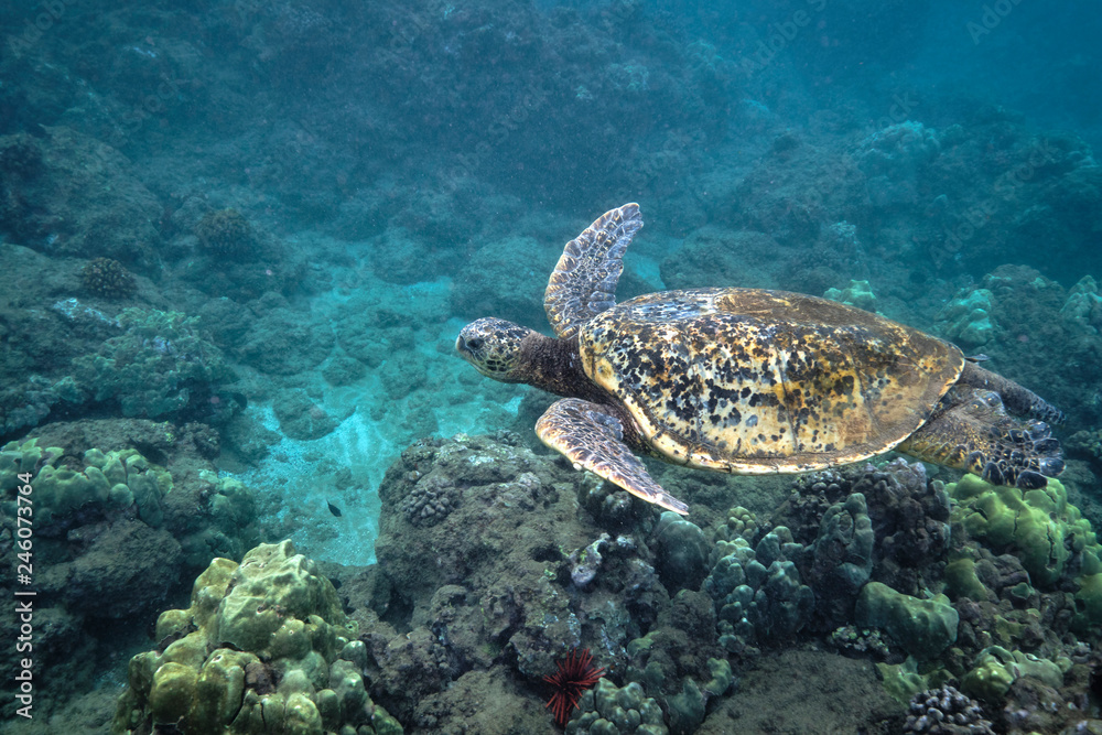 Green sea turtle underwater at Turtle Town in Hawaii