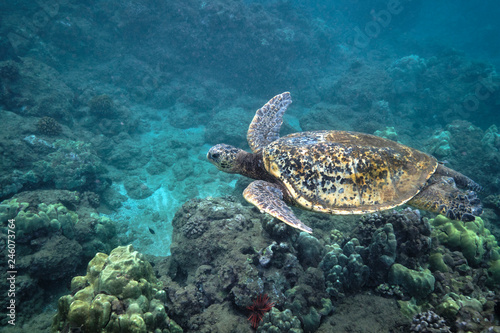 Green sea turtle underwater at Turtle Town in Hawaii