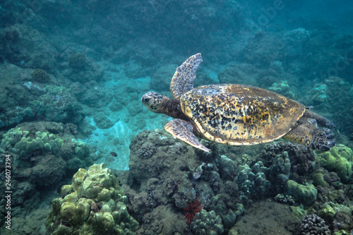 Green sea turtle underwater at Turtle Town in Hawaii © Orion Media Group