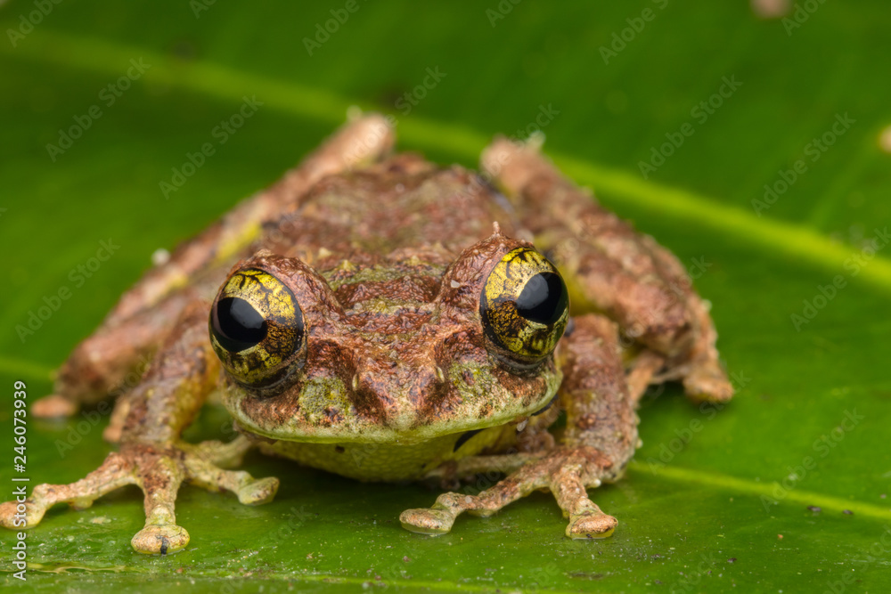 Obraz premium Macro Image of Mossy Tree Frog: Rhacophorus everetti. Sabah, Borneo. Taken at night , Adorable cute mossy tree frog of Borneo 