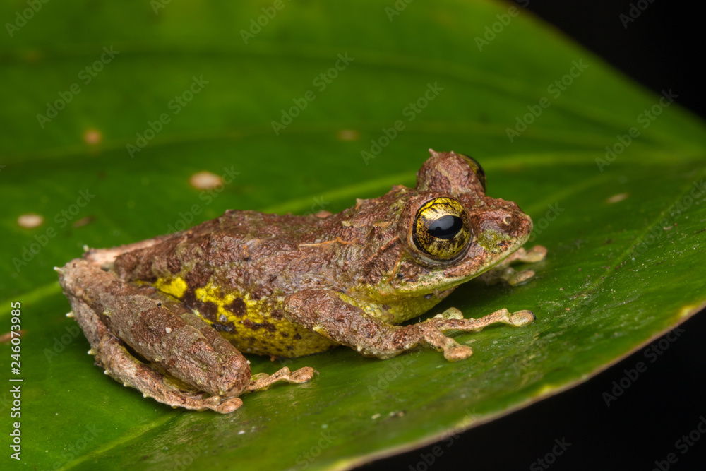 Macro Image of Mossy Tree Frog: Rhacophorus everetti. Sabah, Borneo. Taken at night , Adorable cute mossy tree frog of Borneo Macro Image of Mossy Tree Frog: Rhacophorus everetti. Sabah, Borneo. Taken at night , Adorable cute mossy tree frog of Borneo