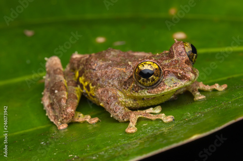Macro Image of Mossy Tree Frog: Rhacophorus everetti. Sabah, Borneo. Taken at night , Adorable cute mossy tree frog of Borneo 