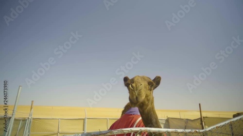 Camel looking to the camera.The most expensive camel in the camel farm of desert of Liwa, Abu Dhabi, United Arab Emirates. photo