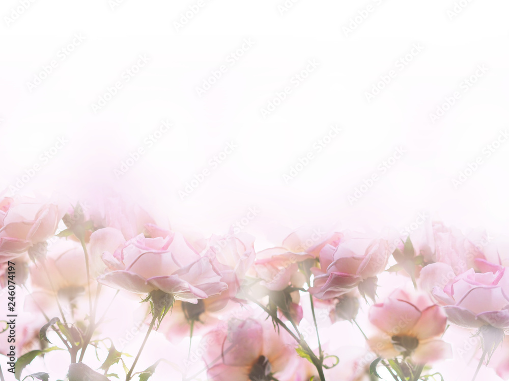 Close up pink roses over white background.