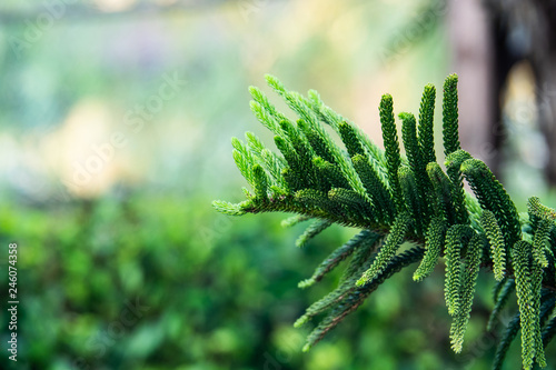 close up leaf of norfolk island pine with blurred green background. concept for natural greenery fresh theme photo