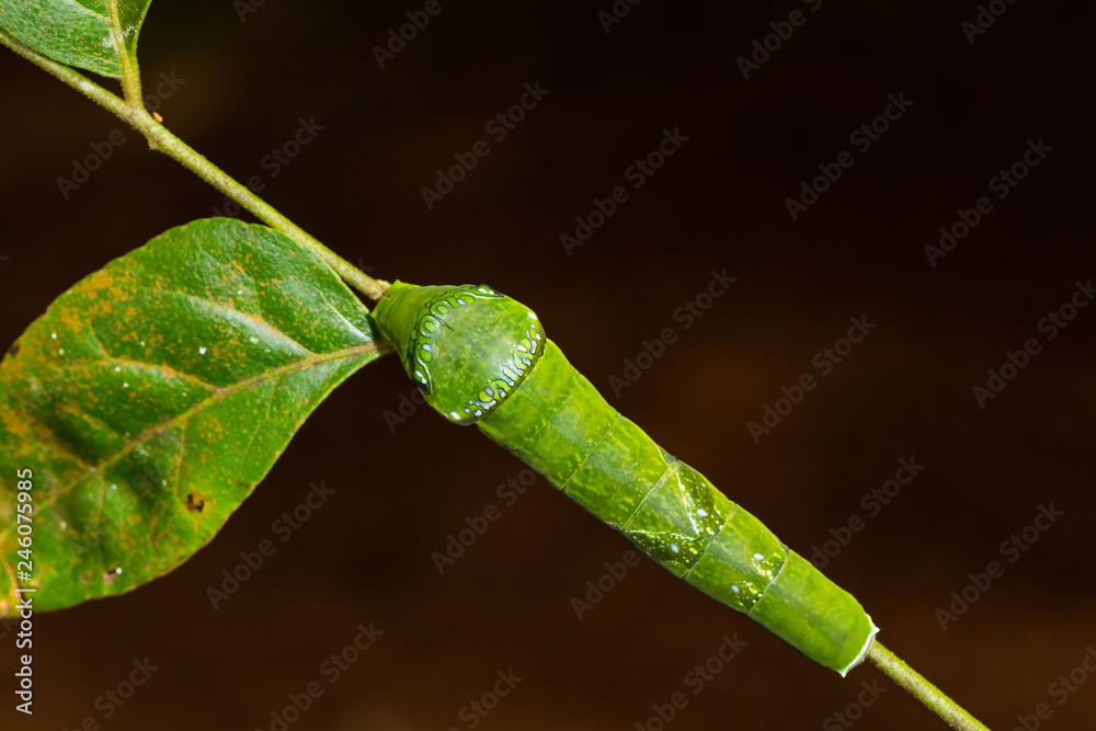 Yellow Helen or Black and White Helen (Papilio nephelus) caterpillar Yellow Helen or Black and White Helen (Papilio nephelus) caterpillar