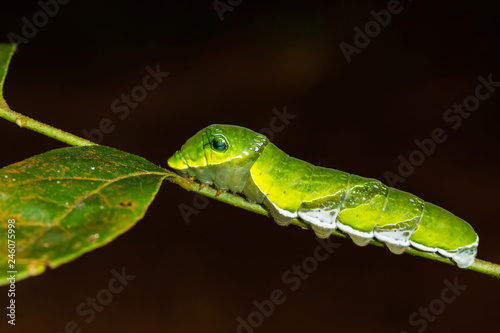 Yellow Helen or Black and White Helen (Papilio nephelus) caterpillar