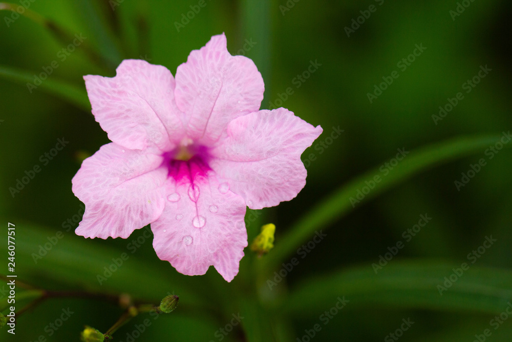 Pink flowers Ruellia tuberosa, Thailand, Asia Pink flowers Ruellia tuberosa, Thailand, Asia