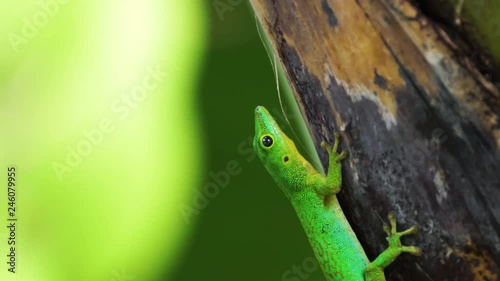 Close up of a green day gecko (Phelsuma sundbergi) on a palm tree filmed on La Digue, Seychelles with a nice bokeh. photo