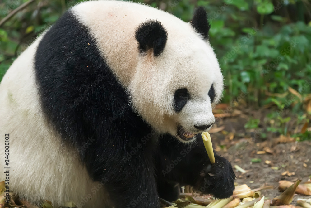 Giant panda eating bamboo,Wild Animals. Giant panda eating bamboo,Wild Animals.