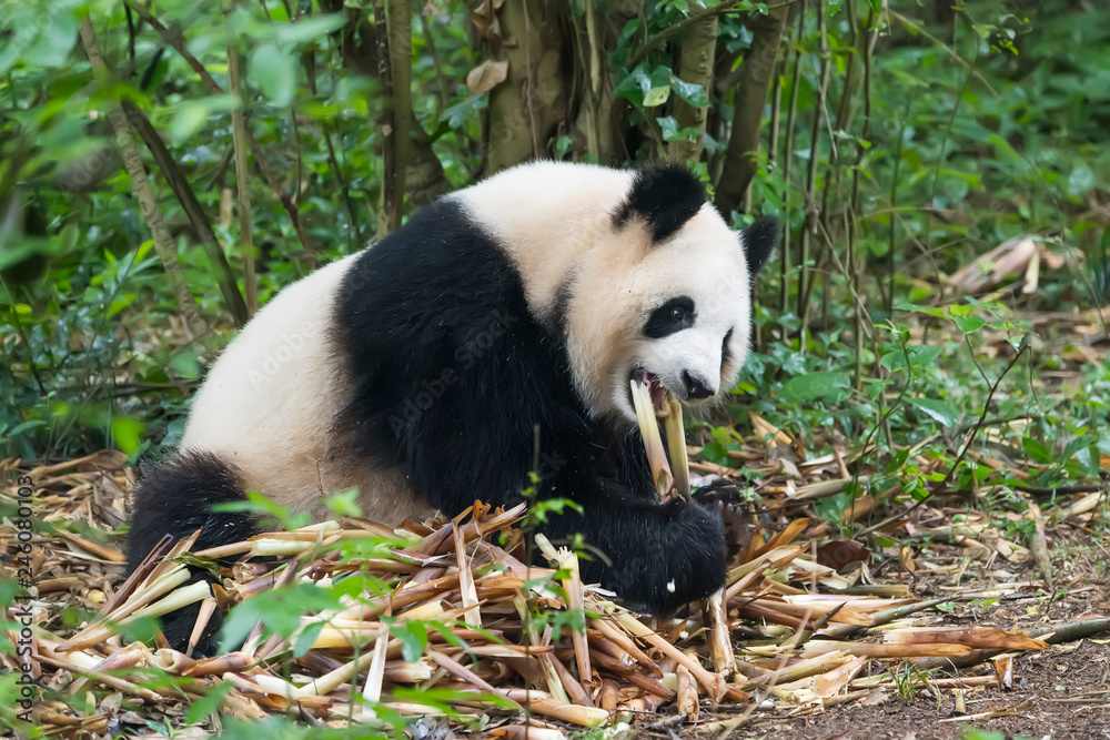 Giant panda eating bamboo,Wild Animals. Giant panda eating bamboo,Wild Animals.
