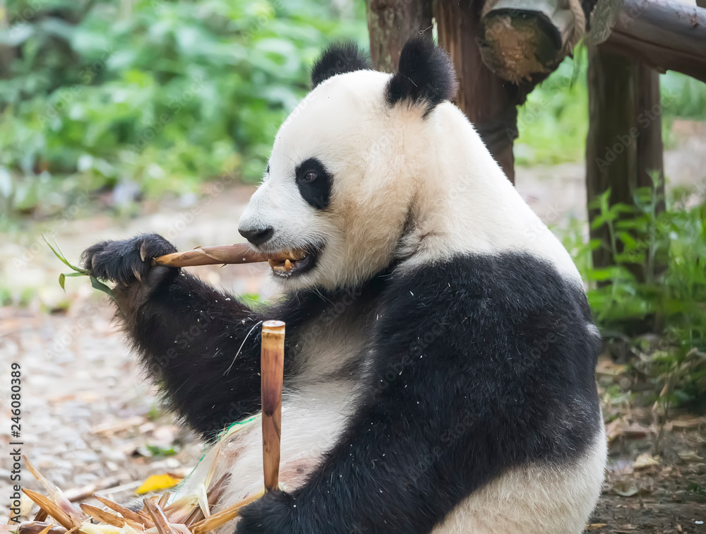 Giant panda eating bamboo,Wild Animals. Stock Photo | Adobe Stock
