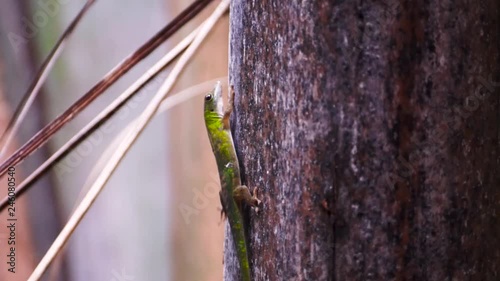 Close up of a green day gecko (Phelsuma sundbergi) on a palm tree filmed on La Digue, Seychelles with a nice bokeh. photo