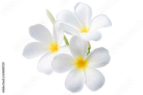 beautiful white plumeria flowers isolated on White background © jamlongtunkaew