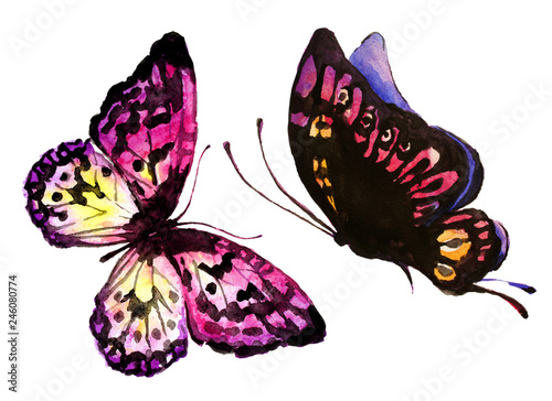 beautiful butterfly,watercolor, isolated on a white © aboard