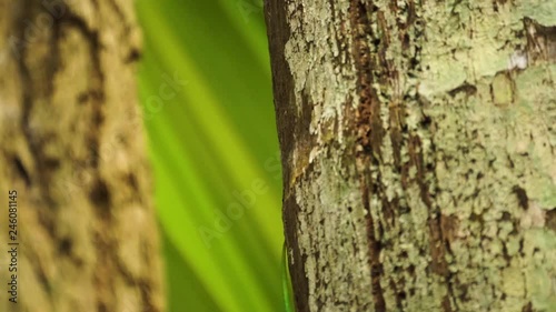 Close up of a green day gecko (Phelsuma sundbergi) on a palm tree filmed on La Digue, Seychelles with a nice bokeh. photo