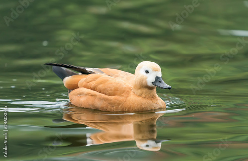 Ruddy shelduck Tadorna ferruginea swimming in water with reflection