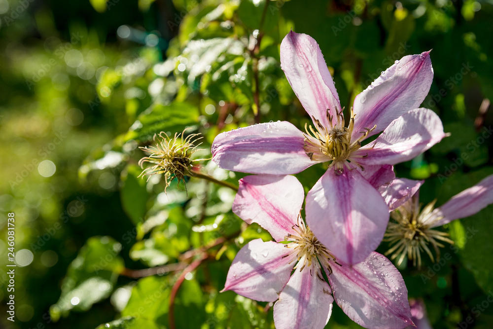 floral texture. sunlit pink white clematis blossom and a bud on blurred green background on a sunny summer day.blooming clematis bush on green leaves background.Summer garden concept.climbing plant floral texture. sunlit pink white clematis blossom and a bud on blurred green background on a sunny summer day.blooming clematis bush on green leaves background.Summer garden concept.climbing plant
