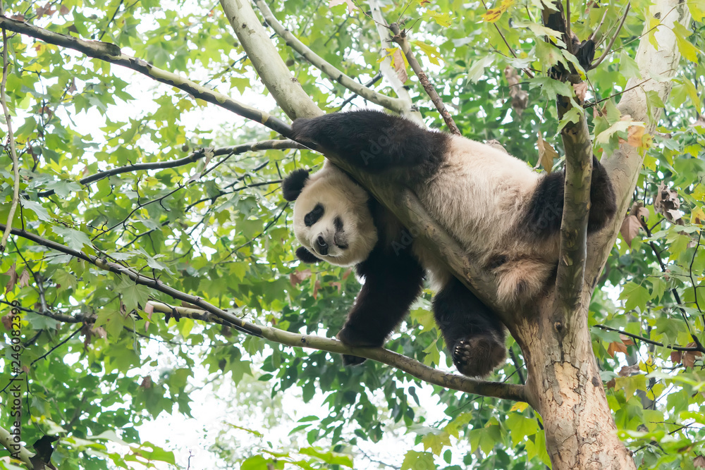 Fototapeta premium Wielka panda nad drzewem.