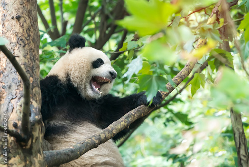Fototapeta Naklejka Na Ścianę i Meble -  Giant panda over the tree.