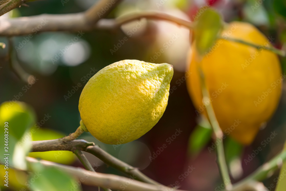 lemon tree with ripe lemons