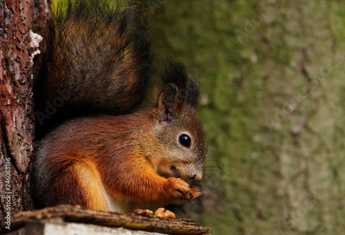 Wild red fluffy squirrel in the village eating nuts, close up
