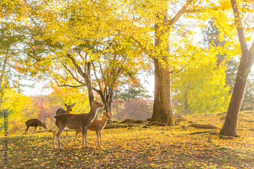 秋の風景の中の親子鹿