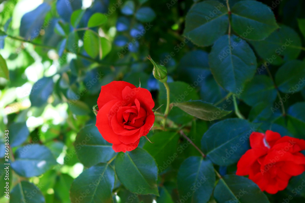 Seasonal scenery where roses are in bloom Seasonal scenery where roses are in bloom