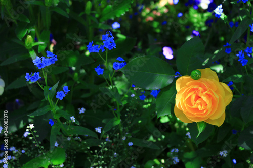 Seasonal scenery where roses are in bloom