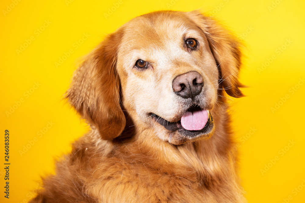 Portrait of golden retriever dog with yellow background