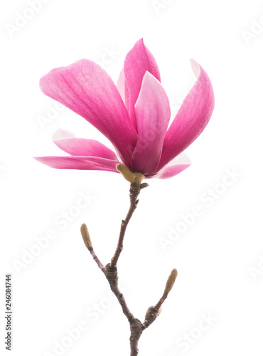 magnolia flower branch isolated on white background