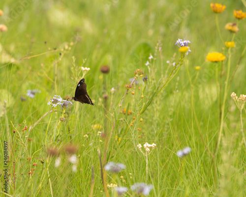 A butterfly in a meadow.