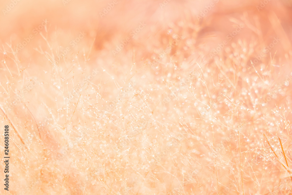 Fototapeta premium Blurred for​ background.The brown grass that has dew in the morning during the winter.