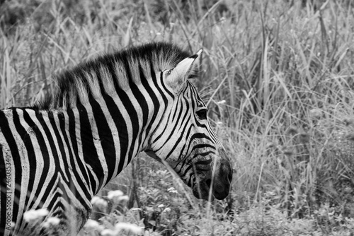 A female Burchell s zebra.