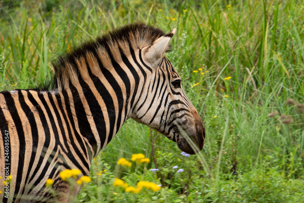 A female Burchell's zebra.