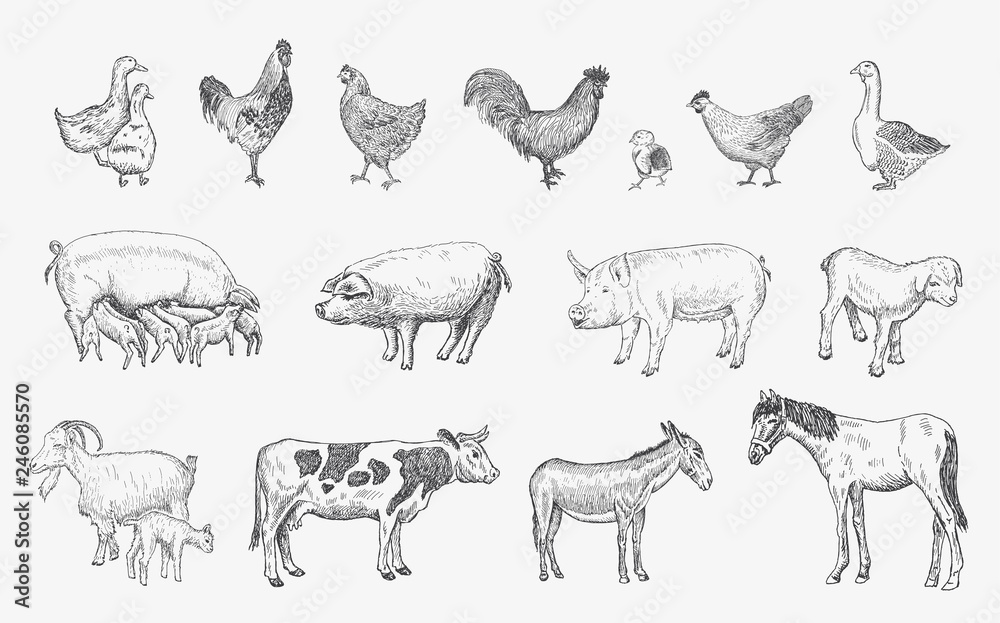 Farm Animals set. Vector sketches hand drawn illustration Farm Animals set. Vector sketches hand drawn illustration