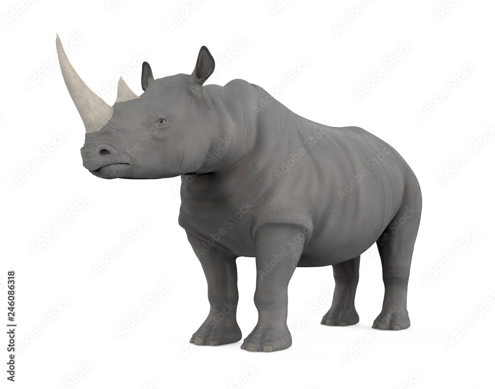 Obraz premium Nosorożec na białym tle