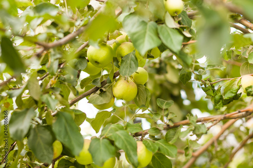 Green apples on apple tree branch