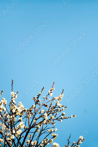 Spring blossom background. Beautiful Japanese apricot flower