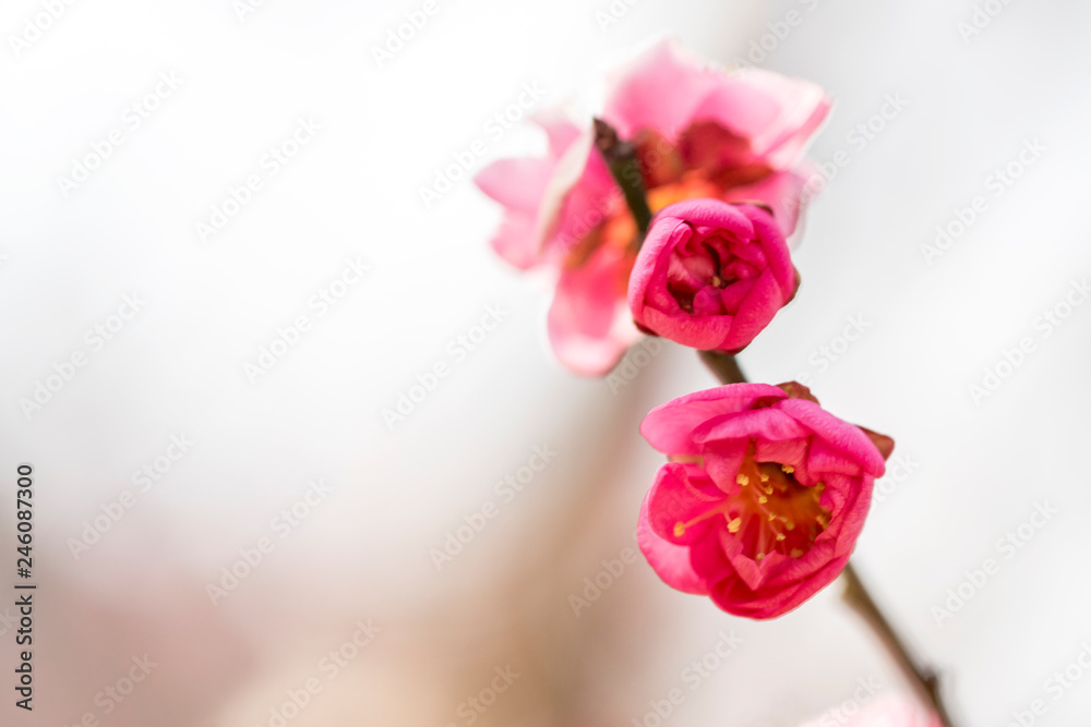Spring blossom background. Beautiful Japanese apricot flower Spring blossom background. Beautiful Japanese apricot flower