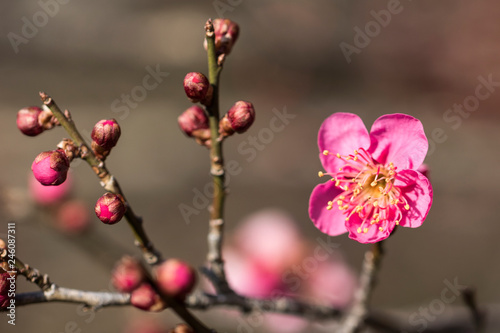 Spring blossom background. Beautiful Japanese apricot flower