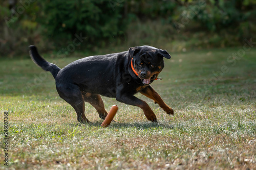 German Rottweiler dog fun running on the grass drifts.